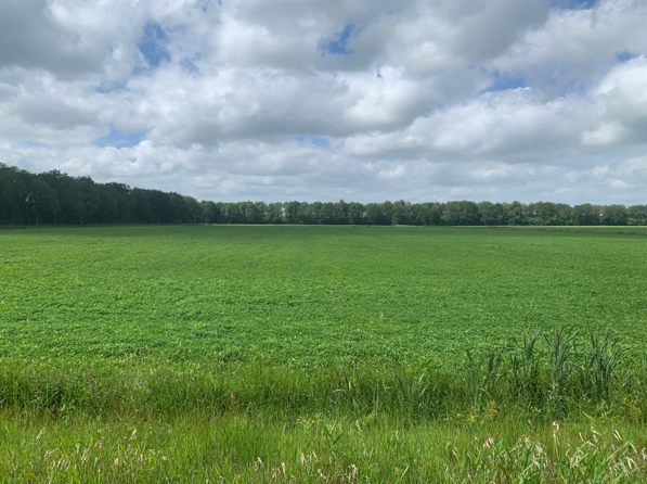 Te koop: Bûtewei, 9241 WC Wijnjewoude